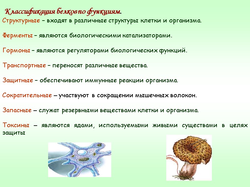 Классификация белков по функциям. Структурные – входят в различные структуры клетки и организма. 